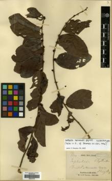 Type specimen at Edinburgh (E). Thorel, Clovis: 2172. Barcode: E00327415.