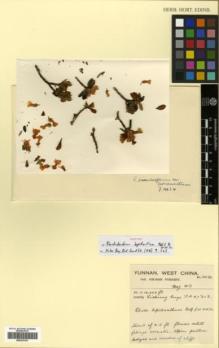 Type specimen at Edinburgh (E). Forrest, George: 10034. Barcode: E00327421.