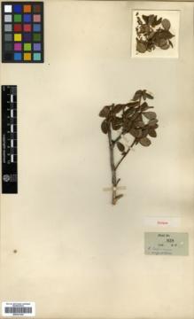 Type specimen at Edinburgh (E). Farrer, Reginald: 938. Barcode: E00327430.
