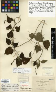 Type specimen at Edinburgh (E). Maire, Edouard-Ernest: . Barcode: E00327433.
