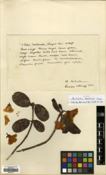 Type specimen at Edinburgh (E). Ludlow, Frank; Sherriff, George: 1360. Barcode: E00327435.