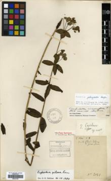 Type specimen at Edinburgh (E). Cavalerie, Pierre: 2141. Barcode: E00327439.