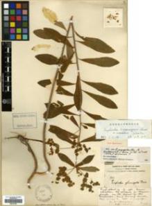 Type specimen at Edinburgh (E). Forrest, George: 962. Barcode: E00327442.