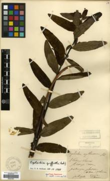 Type specimen at Edinburgh (E). Maire, Edouard-Ernest: . Barcode: E00327444.