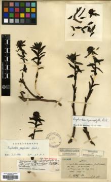 Type specimen at Edinburgh (E). Maire, Edouard-Ernest: . Barcode: E00327447.