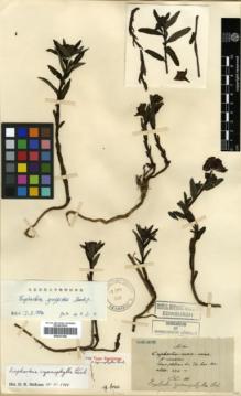 Type specimen at Edinburgh (E). Maire, Edouard-Ernest: . Barcode: E00327448.