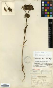 Type specimen at Edinburgh (E). Faurie, Urbain: 893. Barcode: E00327449.