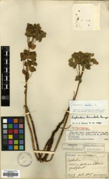 Type specimen at Edinburgh (E). Faurie, Urbain: 1979. Barcode: E00327450.