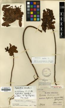 Type specimen at Edinburgh (E). Taquet, Emile: 5946. Barcode: E00327451.
