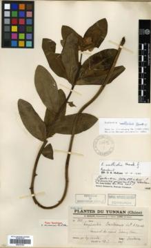 Type specimen at Edinburgh (E). Ducloux, Francois: 310. Barcode: E00327452.