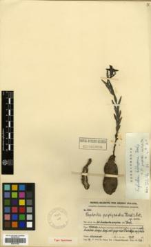 Type specimen at Edinburgh (E). Handel-Mazzetti, Heinrich: 6368. Barcode: E00327453.
