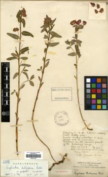 Type specimen at Edinburgh (E). Forrest, George: 2231. Barcode: E00327454.
