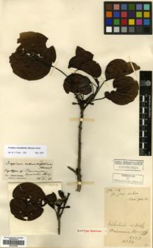Type specimen at Edinburgh (E). Cavalerie, Pierre: 2137. Barcode: E00327456.