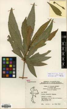Type specimen at Edinburgh (E). Flora of Thailand Expedition (1972): 32145. Barcode: E00327459.