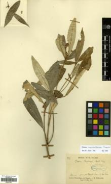 Type specimen at Edinburgh (E). Poilane, Eugene: 1725. Barcode: E00327461.