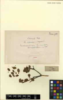 Type specimen at Edinburgh (E). Farrer, Reginald: 938. Barcode: E00327462.