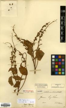 Type specimen at Edinburgh (E). Maire, Edouard-Ernest: . Barcode: E00327463.