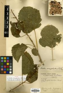 Type specimen at Edinburgh (E). Forrest, George: 11026. Barcode: E00327464.