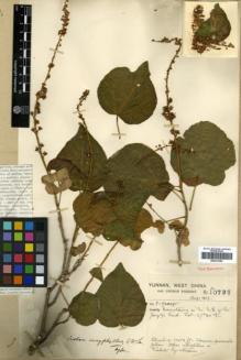 Type specimen at Edinburgh (E). Forrest, George: 10737. Barcode: E00327466.