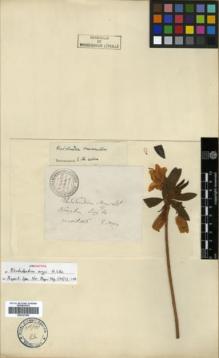Type specimen at Edinburgh (E). d'Argy, Charles: . Barcode: E00327469.