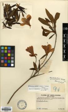 Type specimen at Edinburgh (E). Squires, Roy: 94. Barcode: E00327472.