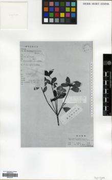 Type specimen at Edinburgh (E). Liao, D.W.: 3-28. Barcode: E00327473.