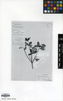 Type specimen at Edinburgh (E). Liao, D.W.: 3-28. Barcode: E00327474.