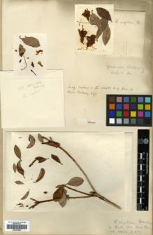 Type specimen at Edinburgh (E). Delavay, Pierre: 837. Barcode: E00327484.