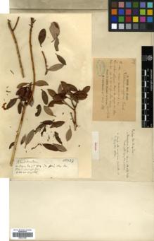 Type specimen at Edinburgh (E). Delavay, Pierre: 837. Barcode: E00327485.