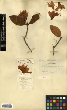 Type specimen at Edinburgh (E). Wilson, Ernest: 3444. Barcode: E00327490.