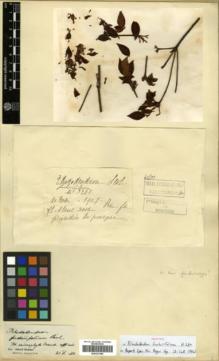 Type specimen at Edinburgh (E). Cavalerie, Pierre: 3221. Barcode: E00327498.