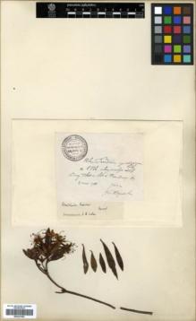 Type specimen at Edinburgh (E). Esquirol, Joseph: . Barcode: E00327502.