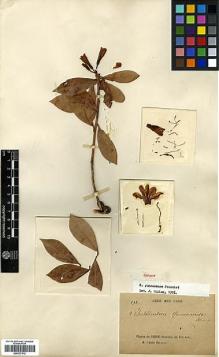 Type specimen at Edinburgh (E). Delavay, Pierre: 293. Barcode: E00327512.