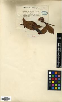 Type specimen at Edinburgh (E). Bodinier, Emile; Ducloux, Francois: 122. Barcode: E00327526.