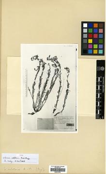 Type specimen at Edinburgh (E). Handel-Mazzetti, Heinrich: 2757. Barcode: E00327538.