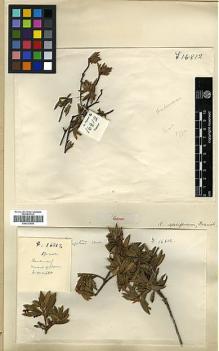 Type specimen at Edinburgh (E). Forrest, George: 16812. Barcode: E00327545.