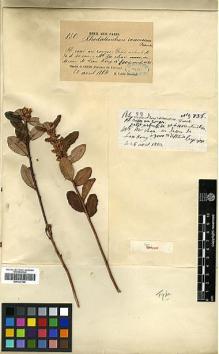 Type specimen at Edinburgh (E). Delavay, Pierre: 838. Barcode: E00327546.