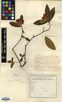 Type specimen at Edinburgh (E). Ducloux, Francois: 61'. Barcode: E00327550.