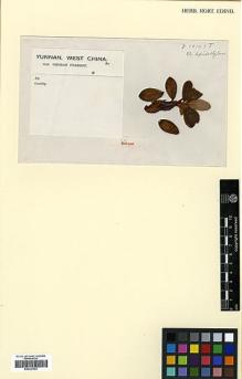 Type specimen at Edinburgh (E). Forrest, George: 18143. Barcode: E00327553.