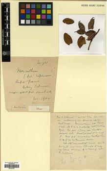 Type specimen at Edinburgh (E). Forrest, George: 951. Barcode: E00327563.
