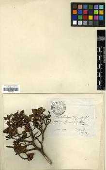 Type specimen at Edinburgh (E). Taquet, Emile: 5788. Barcode: E00327567.