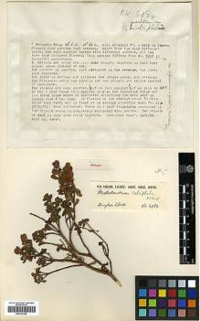 Type specimen at Edinburgh (E). Kingdon-Ward, Francis: 6984. Barcode: E00327568.