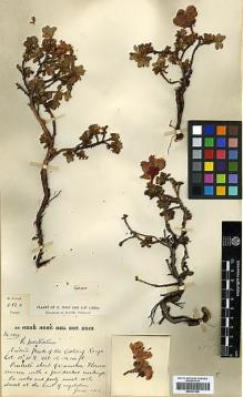 Type specimen at Edinburgh (E). Forrest, George: 5862. Barcode: E00327569.