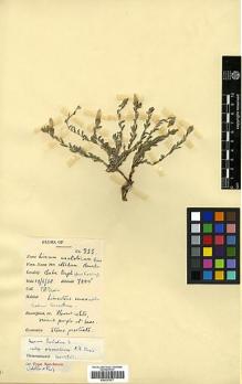 Type specimen at Edinburgh (E). Davis, Peter: 233. Barcode: E00327577.