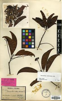 Type specimen at Edinburgh (E). Pierre, Jean: 1414. Barcode: E00327586.
