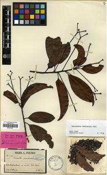 Type specimen at Edinburgh (E). Pierre, Jean: 1414. Barcode: E00327587.