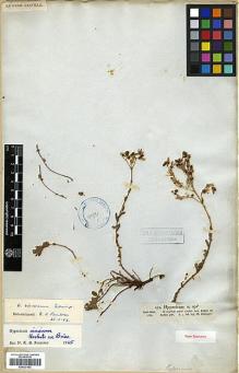 Type specimen at Edinburgh (E). Schimper, Georg: 421. Barcode: E00327592.