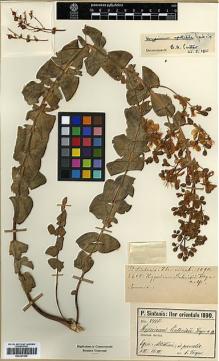 Type specimen at Edinburgh (E). Sintenis, Paul: 2405. Barcode: E00327598.