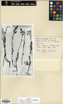 Type specimen at Edinburgh (E). de Montbret, Gustave: . Barcode: E00327599.