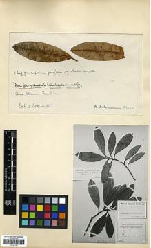 Type specimen at Edinburgh (E). von Rosthorn, A.: 925. Barcode: E00327620.